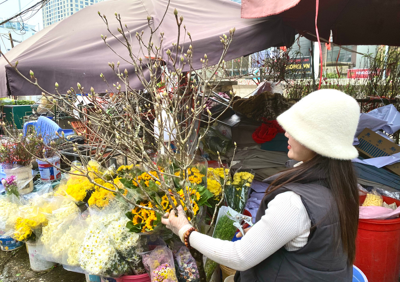 Chị Đỗ Thuỳ Dung đang cắt tỉa những nụ hoa yếu, xấu trên cành mộc lan mới nhập về.