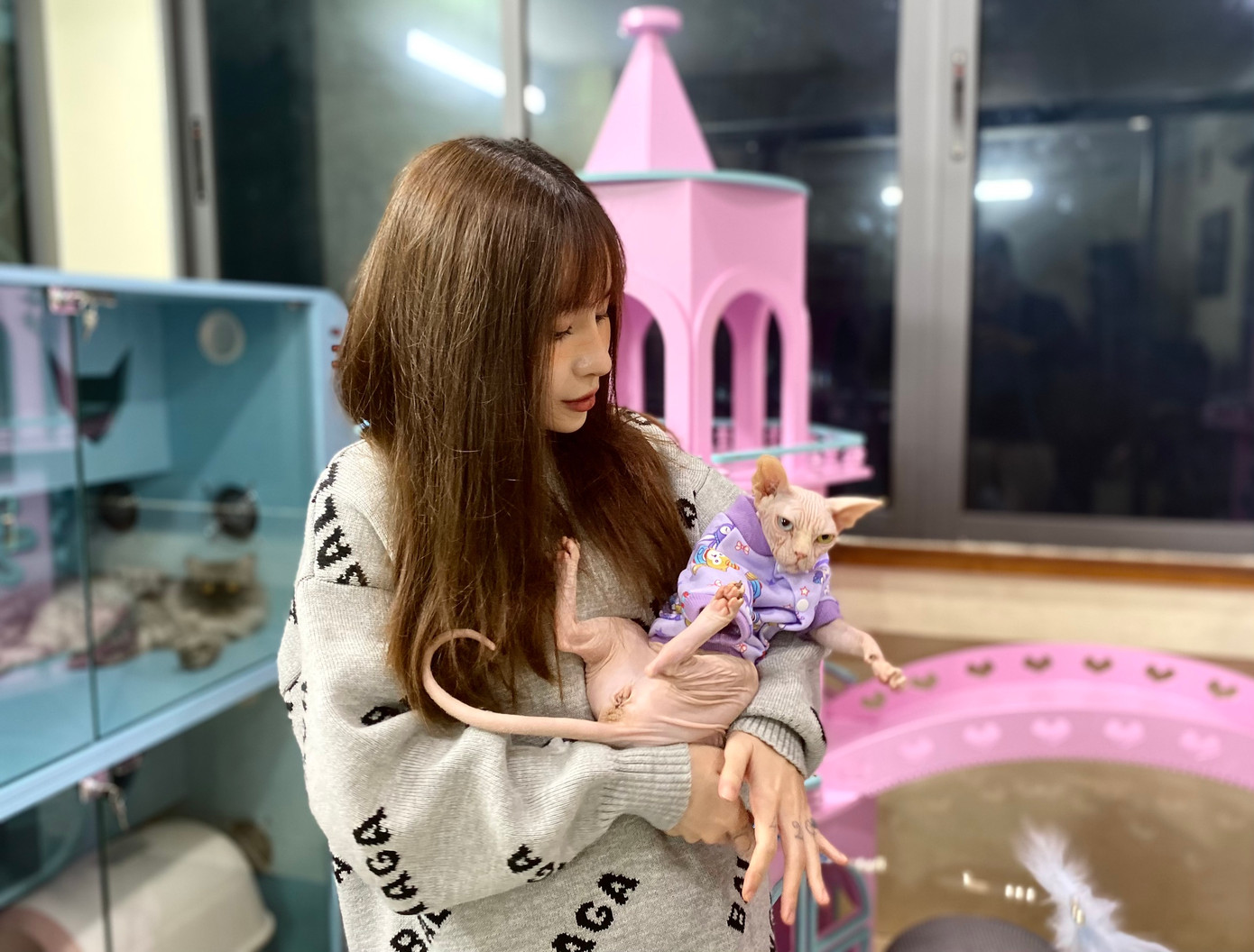 Trên tay My là Amber - cá thể mèo đạt nhiều danh hiệu cao quý nhất trong trại mèo của cô, cũng là chú mèo đầu tiên cô sở hữu. Amber còn sở hữu nguồn gen rất tốt, vì tất cả những cá thể mèo khác đã giành giải đều là con, cháu của Amber. Vì vậy, giá của cá thể mèo này cũng rất cao. Trên tay My là Amber - cá thể mèo đạt nhiều danh hiệu cao quý nhất trong trại mèo của cô, cũng là chú mèo đầu tiên cô sở hữu. Amber còn sở hữu nguồn gen rất tốt, vì tất cả những cá thể mèo khác đã giành giải đều là con, cháu của Amber. Vì vậy, giá của cá thể mèo này cũng rất cao.