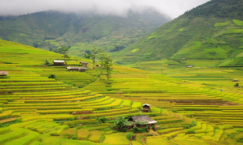 Mỗi dịp vào mùa lúa chín, du khách từ khắp nơi lại đổ về Mù Căng Chải ngắm những ruộng bậc thang đẹp nhất Việt Nam. Ảnh: Lam Linh