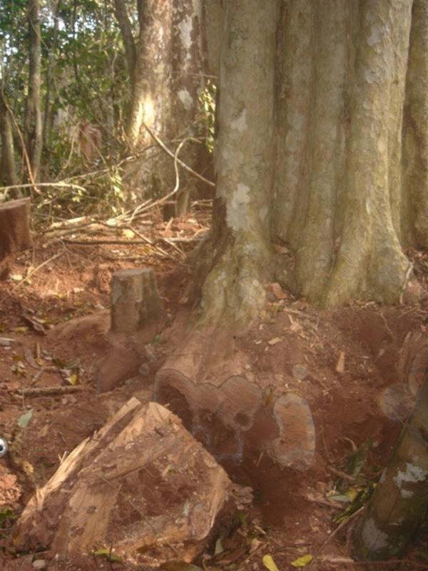 Một góc cổ thụ bị chặt Một góc cổ thụ bị chặt