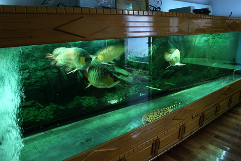 'Thủy cung' của năm chú Huyết Long tại nhà anh Chính Ngọc