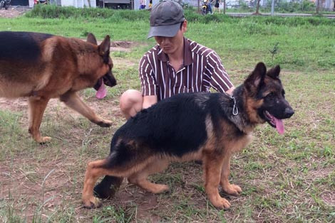 Trong mê trận 'giấy tờ tùy thân' cho... chó ảnh 2