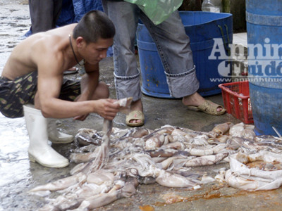 Mực bốc mùi thối được nhập lậu từ Trung Quốc