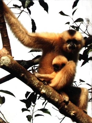 Mẹ con nhà vượn. Ảnh: EAST