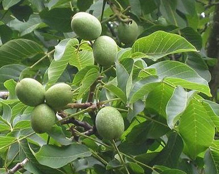 5 tác dụng kỳ diệu của quả óc chó