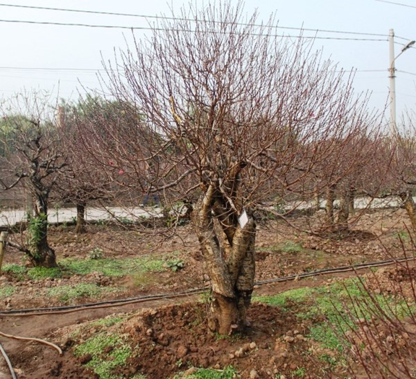 Một trong số những cây đào đã có chủ lên đến hàng chục triệu đồng (Ảnh Duyên Duyên). Một trong số những cây đào đã có chủ lên đến hàng chục triệu đồng (Ảnh Duyên Duyên)