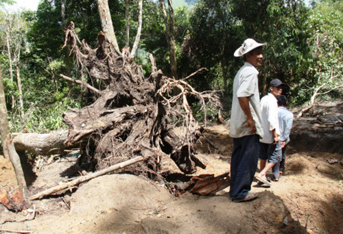 Đào cả đá và tróc cả gốc cây cổ thụ để tìm trầm - Ảnh: Hiền Lương (Thanh Niên)