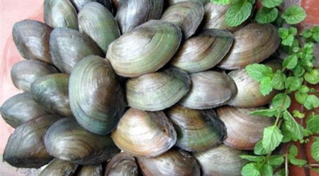 Cách đơn giản loại bỏ độc tố trong trai, hến ảnh 1