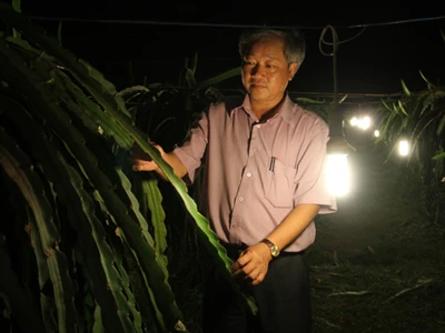 Ông Ung Ngọc Hải - Chủ trang trại Ngọc Hân với bước đột phá tiết kiệm điện khi thay bóng đèn sợi đốt bằng đèn compact kích thích thanh long ra hoa trái vụ
