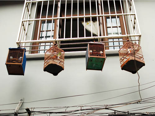 Lồng chim treo bên ngoài cửa sổ một căn tập thể cũ