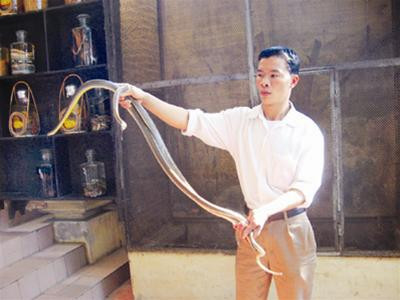 Rắn trước khi cắt tiết tại nhà hàng Trọng Khánh. Ảnh: Phạm Anh