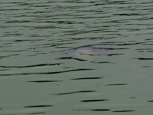 Vết lở loét bằng hai bàn tay trên lưng cự rùa