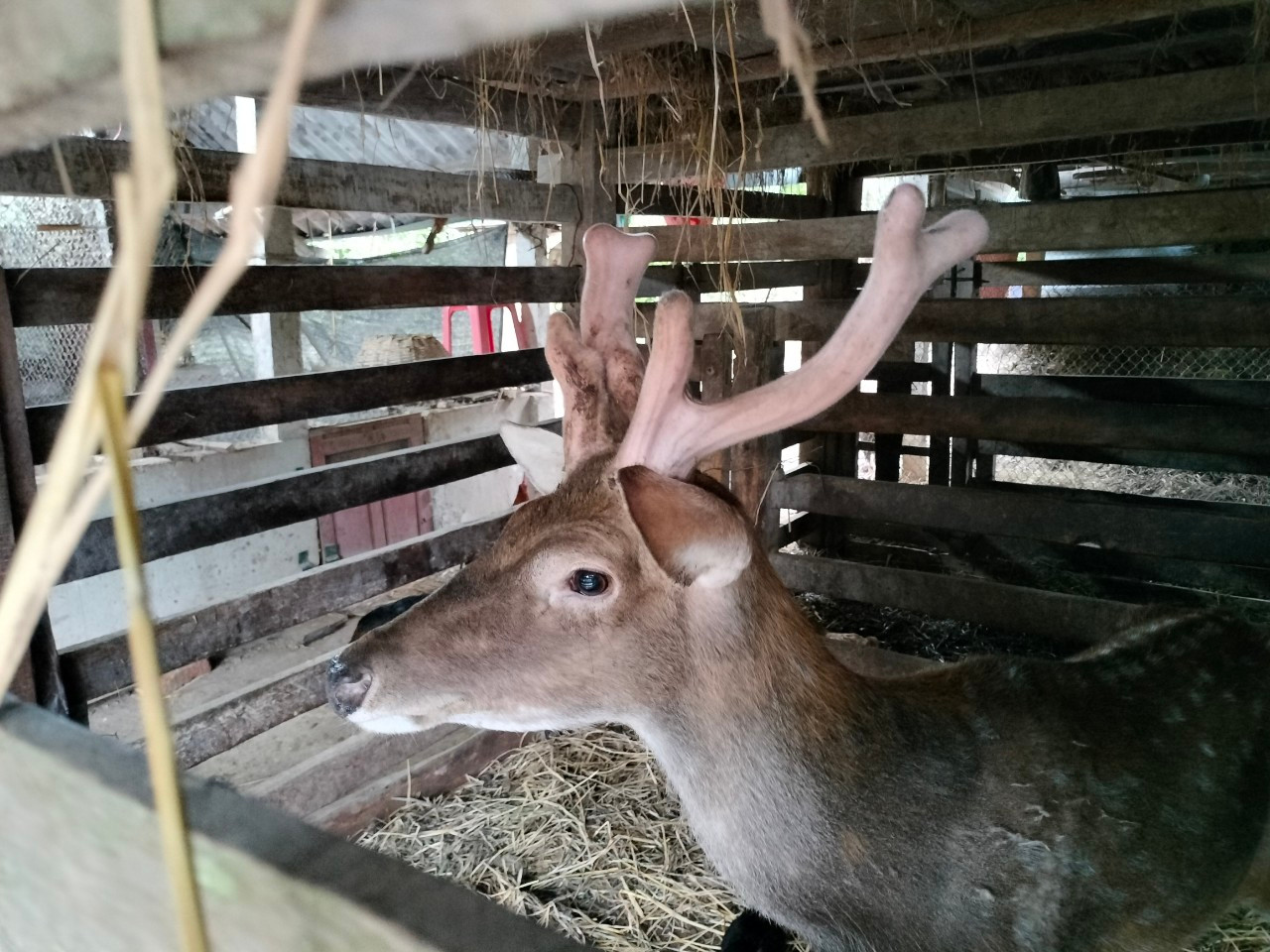 Những năm trở lại đây, nhiều nông dân ở Hương Khê (Hà Tĩnh) nuôi hươu sao lấy nhung. Sau tết nguyên đán, các hộ dân bắt đầu vào mùa thu hoạch nhung sau một năm chăm sóc, nuôi hươu. Nhung hươu hay còn gọi là lộc nhung chính là sừng non của con hươu đực. Sừng mới mọc thường rất mềm, mặt ngoài phủ đầy lông, bên trong chứa nhiều mạch máu, mô sụn, sờ vào êm mịn như nhung nên được gọi là nhung hươu.
