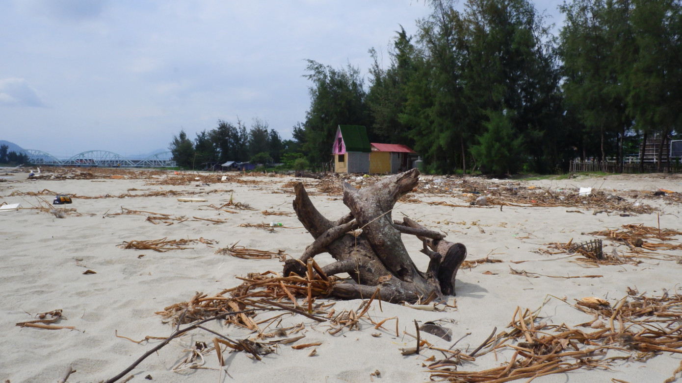 Cây lớn dọc bãi biển bị sóng đánh bật nằm chỏng chơ.