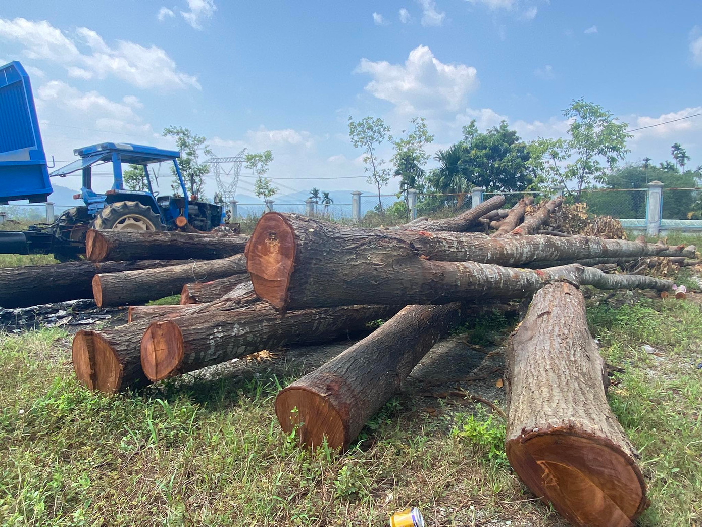Những cây Sao Đen to bị đốn hạ để chỉnh trang đô thị. Những cây Sao Đen to bị đốn hạ để chỉnh trang đô thị.