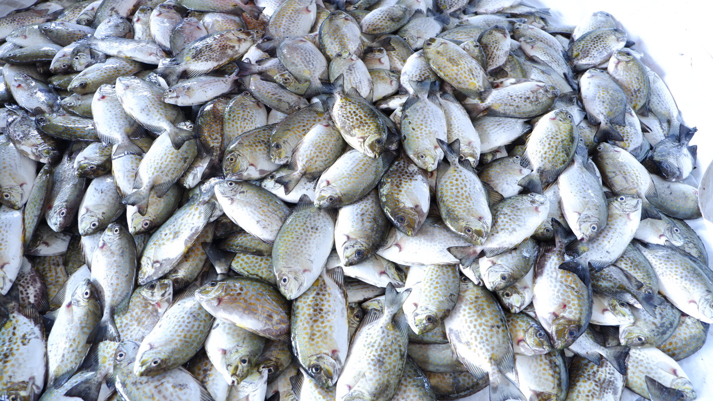 Cá dìa tươi ngon bắt mắt người mua.