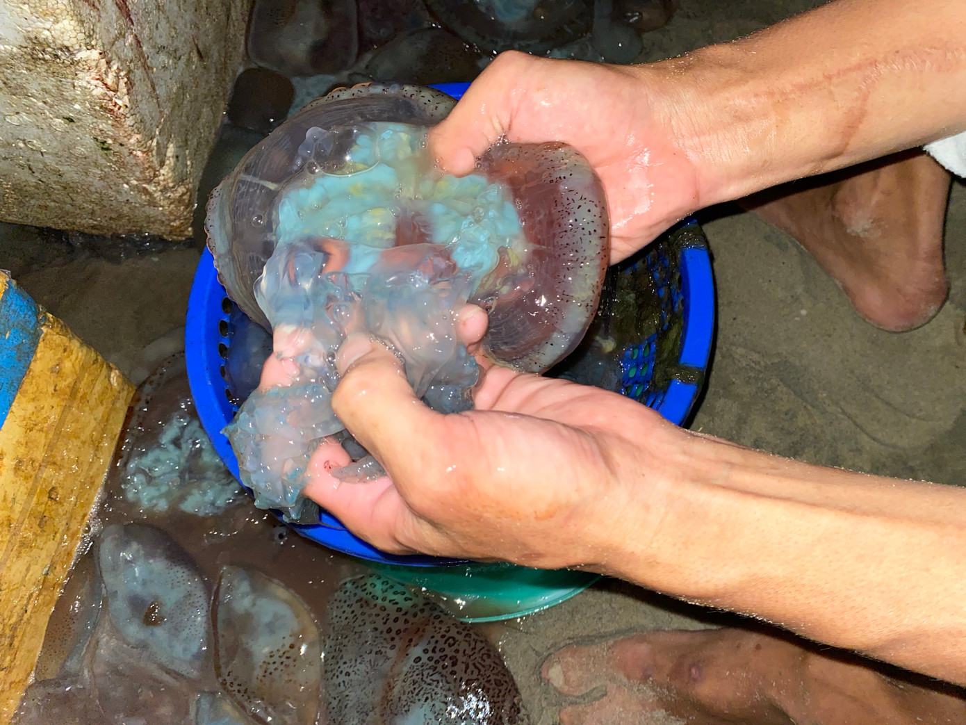 Theo người dân cho biết, mùa sứa nước lợ này chỉ diễn ra 10 - 15 ngày trong năm, vì thế họ sơ chế ngay sau khi đánh bắt để bán được nhiều hơn. Sứa được bán với giá 100.000 đồng/bao.