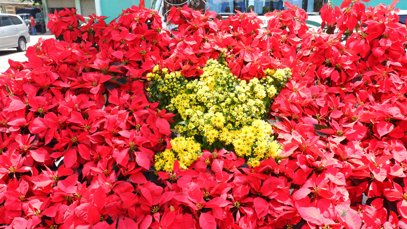 Một bồn hoa xếp hình cờ tổ quốc được trang trí ở sân ga Đà Nẵng.