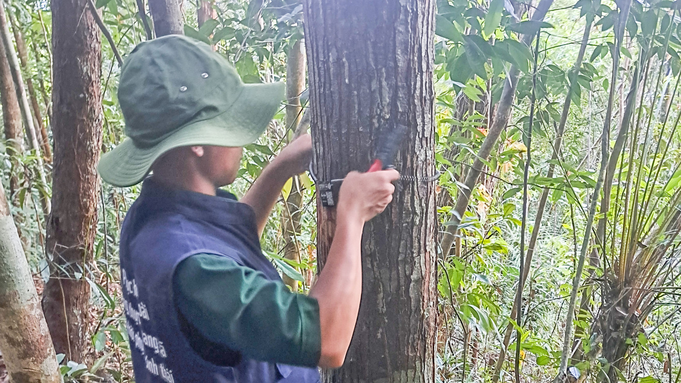 Các mã QR được gắn lên cây bằng dây lò xo đảm bảo không ảnh hưởng đến quá trình phát triển của cây. Các mã QR được gắn lên cây bằng dây lò xo đảm bảo không ảnh hưởng đến quá trình phát triển của cây.