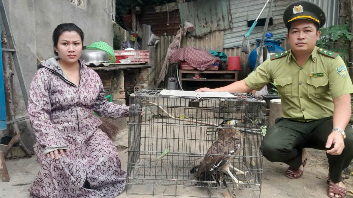 Bà Nguyễn Thị Mộng Lưởng giao nộp chim quý cho lực lượng kiểm lâm.