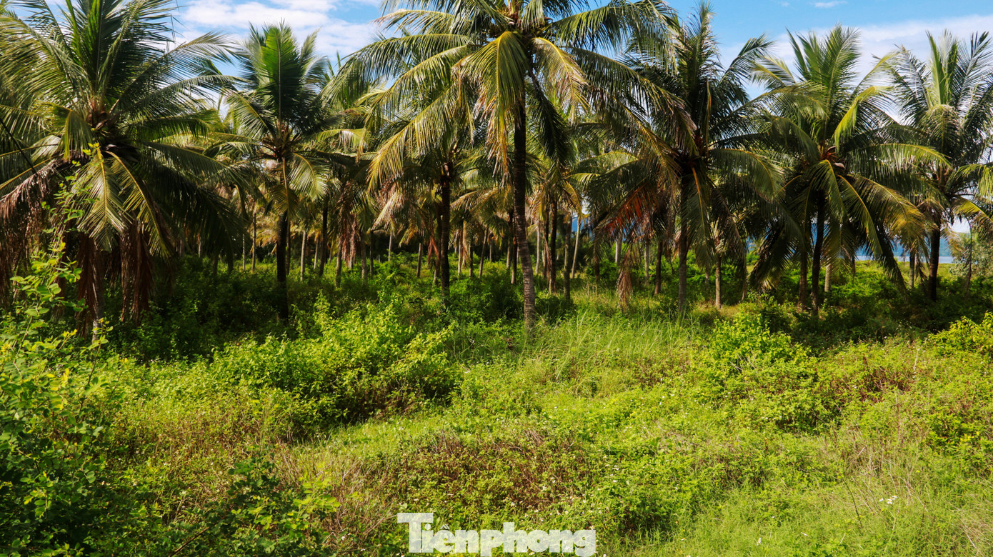 Một trong những dự án ven biển Đà Nẵng chậm triển khai là dự án khu du lịch ven biển Hòn Ngọc Á Châu (đường Võ Nguyên Giáp, phường Khuê Mỹ, quận Ngũ Hành Sơn) do Công ty CP Hòn Ngọc Á Châu làm chủ đầu tư. Dự án được cấp giấy chứng nhận đầu tư lần đầu vào năm 2007. Bên trong dự án chỉ cây cối mọc um tùm.