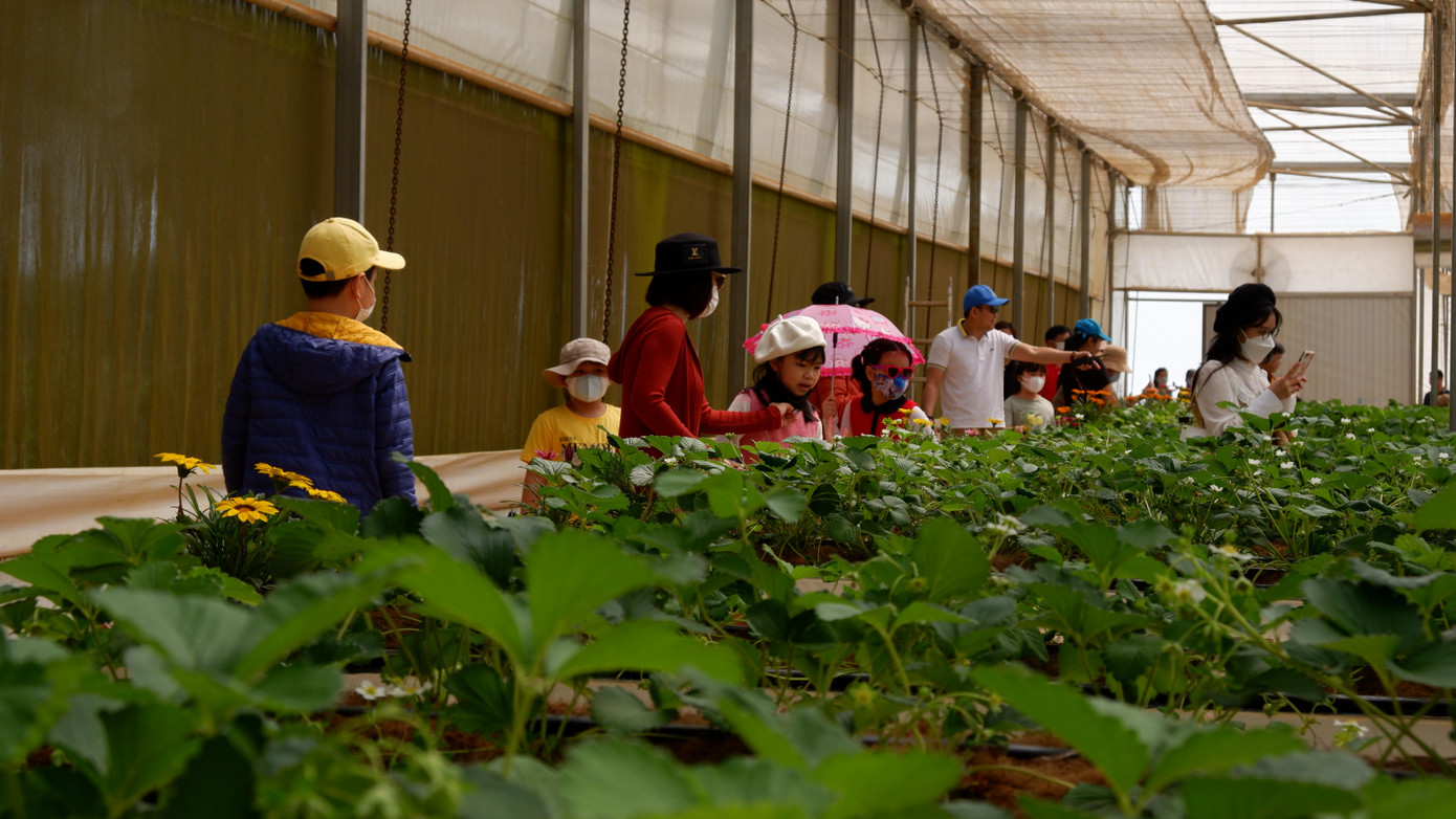 Nhiều người thích thú khi dẫn con tới thăm nông trại rau, quả sạch.