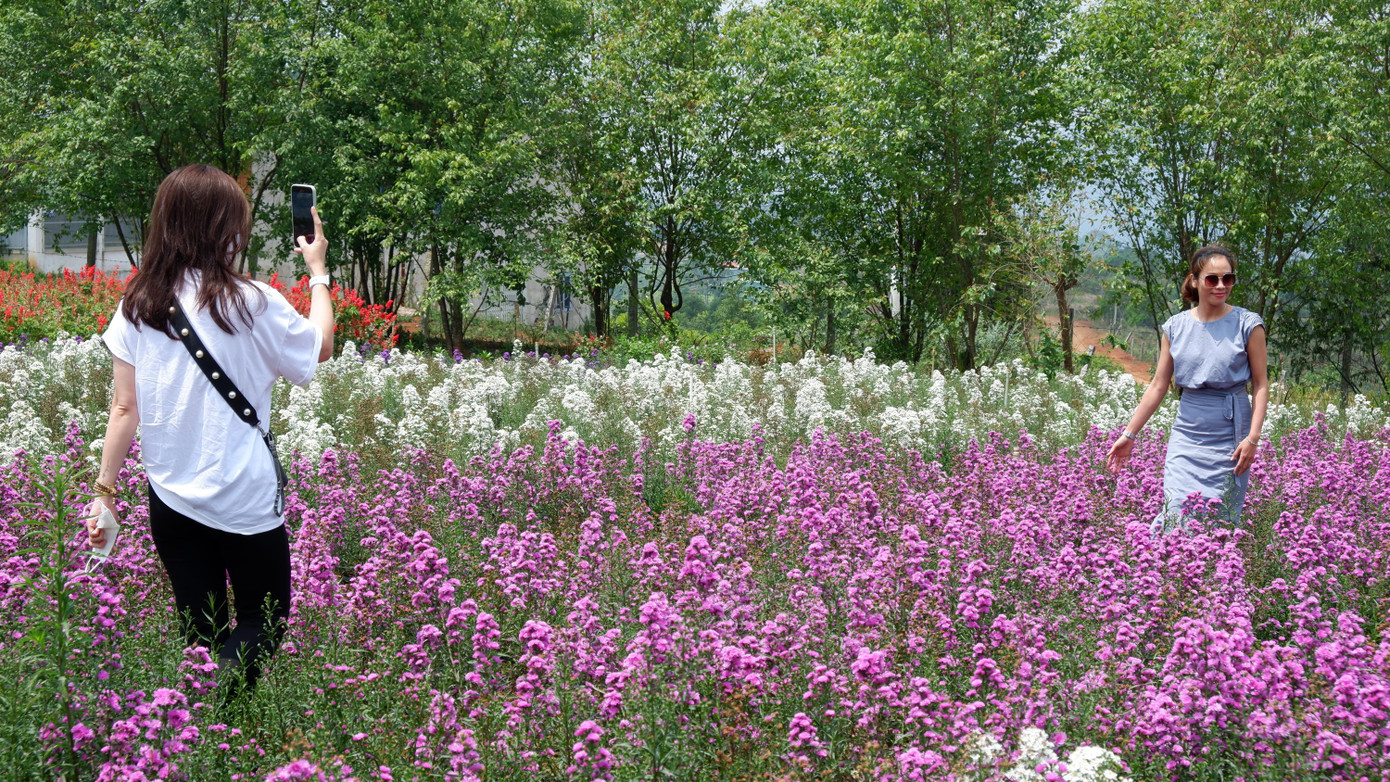 "Lạc trôi" giữa những vườn hoa đủ màu sắc.