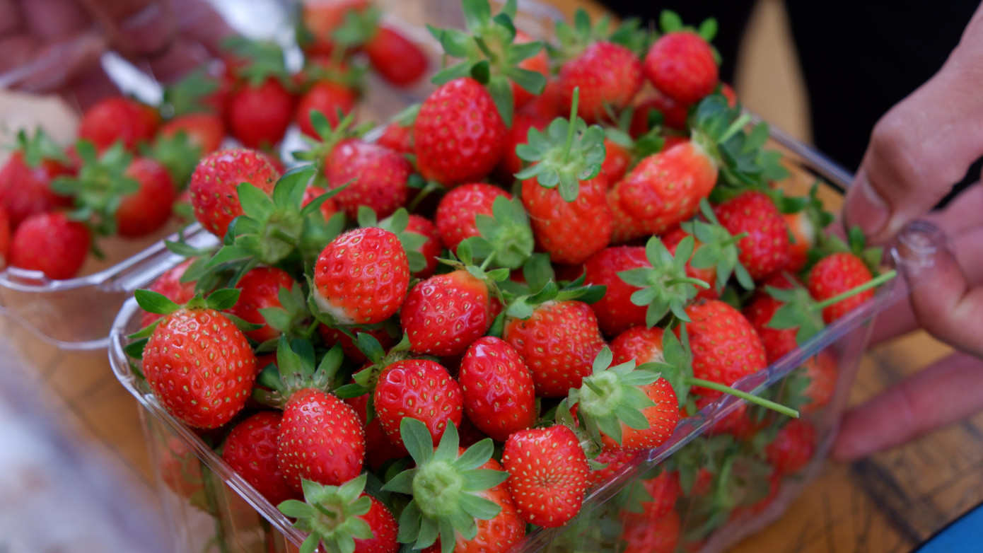 Khách tham quan tự tay thu hái dâu chín mọng tại vườn với giá từ 400.000 - 500.000 đồng/kg.