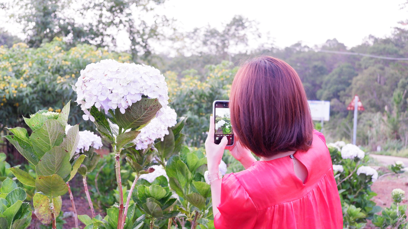 Măng Đen tháng 4 hoa lá rực rỡ khoe sắc hút hồn du khách.