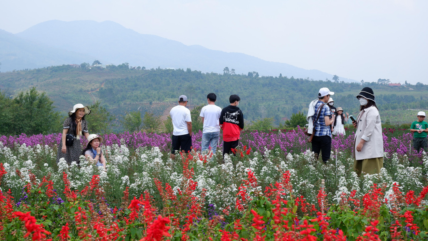 Thời tiết ôn đới, mát mẻ, nhiều loài hoa đẹp khoe sắc trên những sườn đồi tô điểm thêm vẻ đẹp hoang sơ ở Măng Đen.