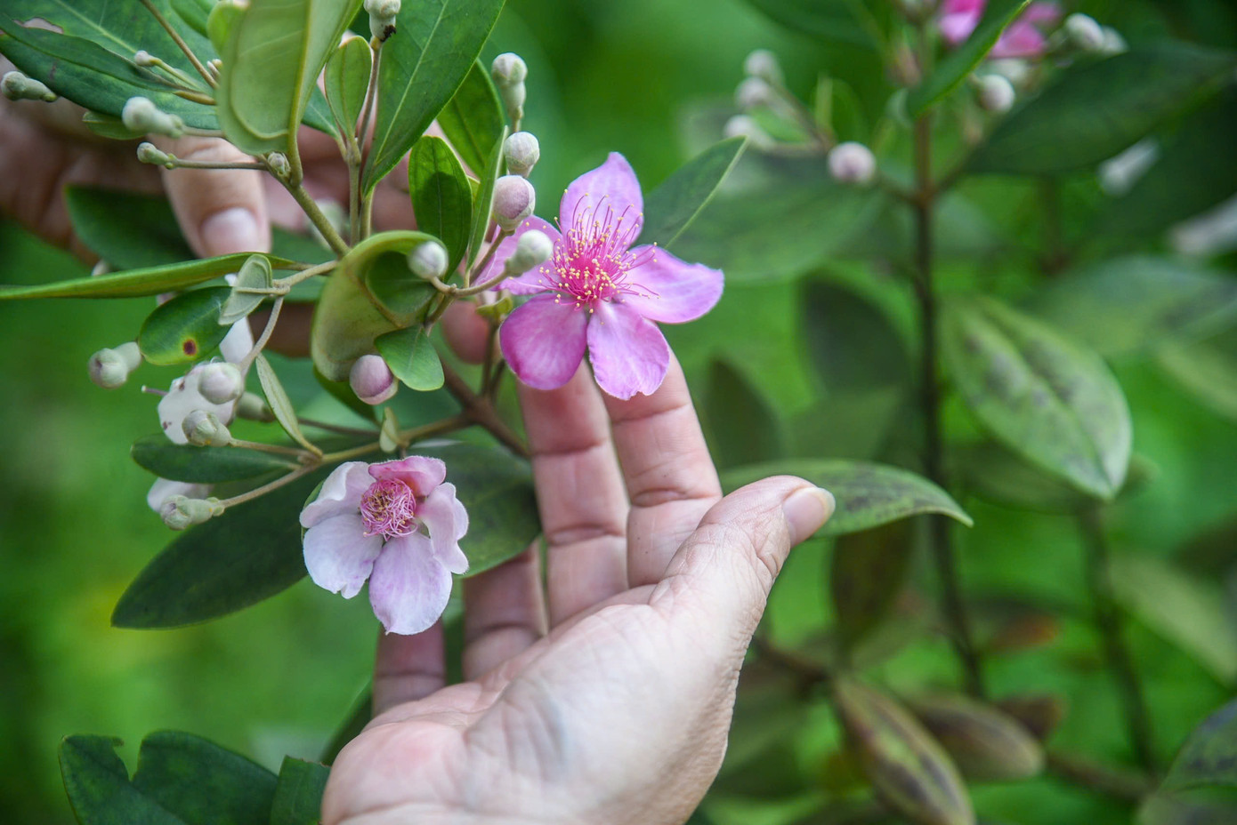 Nâng niu từng cánh sim tím đang độ khoe sắc. Sự kết hợp giữa mục tiêu thẩm mỹ và bảo tồn thiên nhiên đã tạo nên sức hút đặc biệt, vừa làm phong phú thêm hệ sinh thái, vừa mang lại trải nghiệm rất riêng, rất "Sơn Trà" cho người dân, du khách.