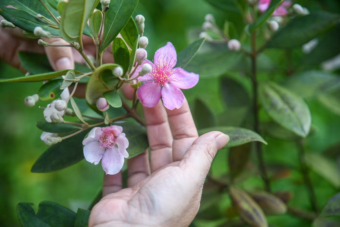 Nâng niu từng cánh sim tím đang độ khoe sắc. Sự kết hợp giữa mục tiêu thẩm mỹ và bảo tồn thiên nhiên đã tạo nên sức hút đặc biệt, vừa làm phong phú thêm hệ sinh thái, vừa mang lại trải nghiệm rất riêng, rất "Sơn Trà" cho người dân, du khách.