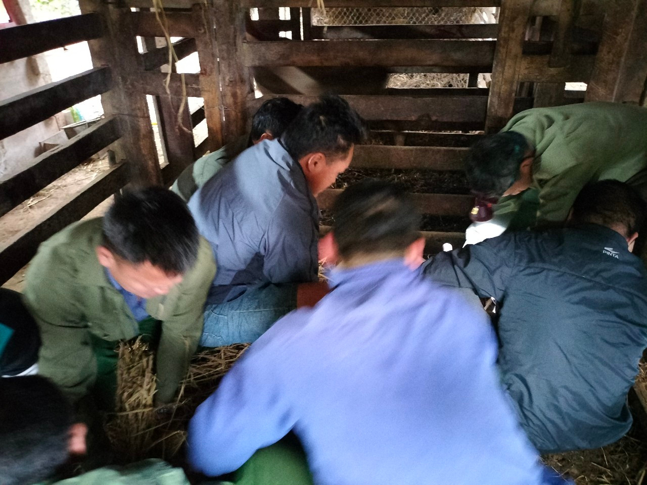 Để vật ngã một con hươu trưởng thành, với cặp nhung dài là việc không hề dễ. Chủ nhà sẽ khéo léo choàng dây vào chân sau của hươu, giật ngã và mọi người sẽ lao vào ôm chặt rồi dùng cưa để cưa nhung hươu. Nhung hươu còn non, mềm nên việc cắt nhung khá nhẹ nhàng và nhanh chóng.