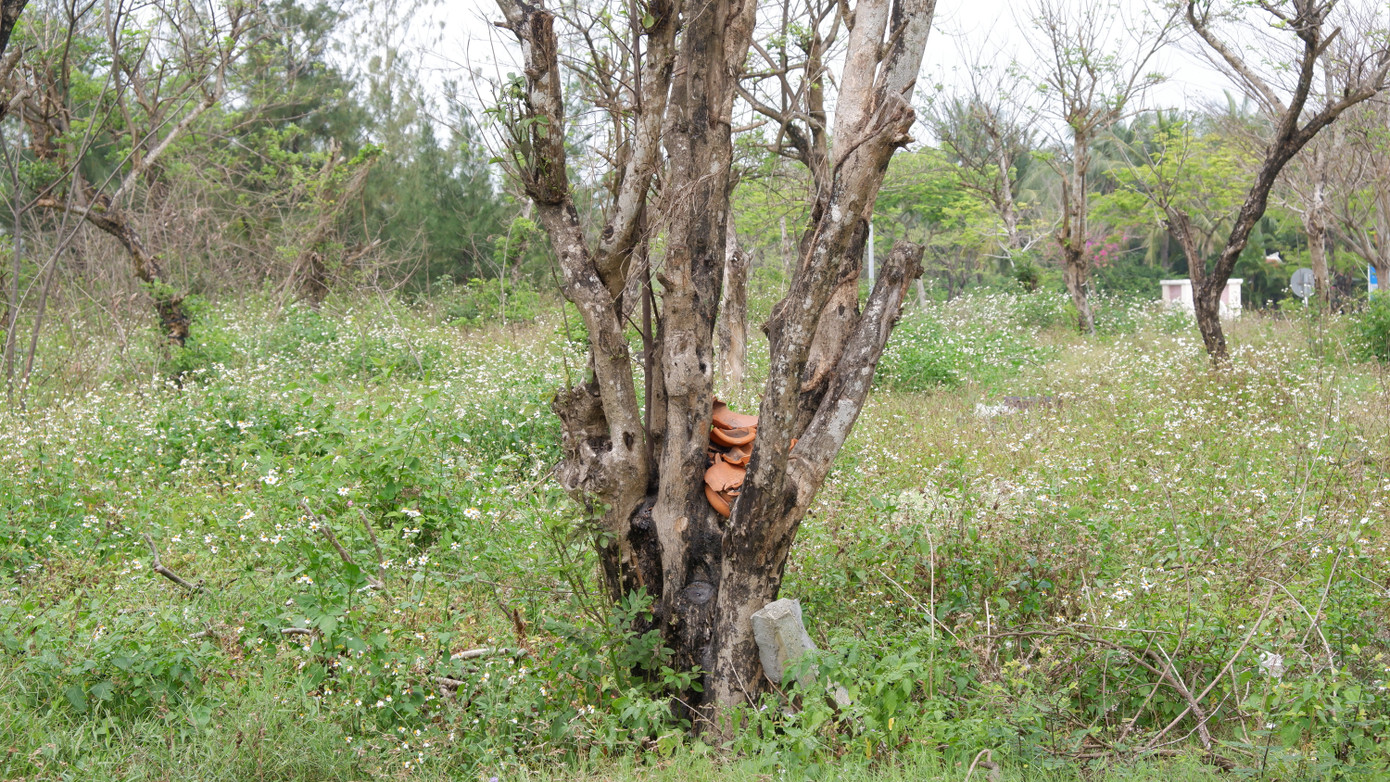 Nhiều cây xanh chết trơ cành ngay cạnh danh thắng Ngũ Hành Sơn.