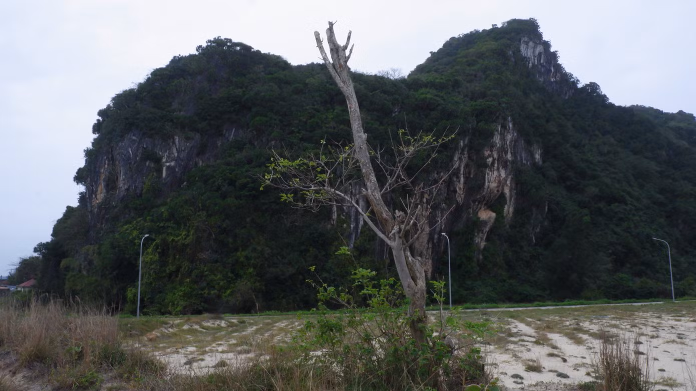 Nhiều cây xanh chết trơ cành ngay cạnh danh thắng Ngũ Hành Sơn. Nhiều cây xanh chết trơ cành ngay cạnh danh thắng Ngũ Hành Sơn.