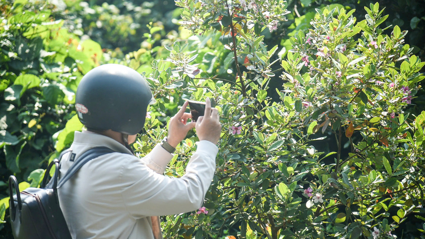 Du khách tham quan bán đảo Sơn Trà Say mê với màu tím hoa sim giữa bát ngát núi rừng xanh thẳm.
