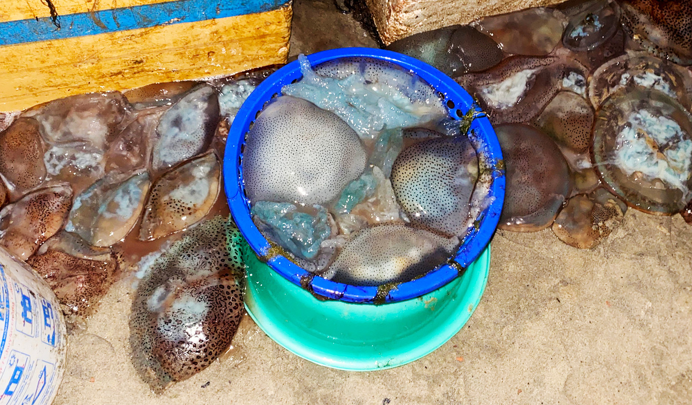 Trước lo lắng ô nhiễm môi trường, UBND phường Nại Hiên Đông (quận Sơn Trà) đã liên hệ, phối hợp Xí nghiệp Môi trường sông biển để kiểm tra, rà soát và sẽ xử lý để không xảy ra ô nhiễm.