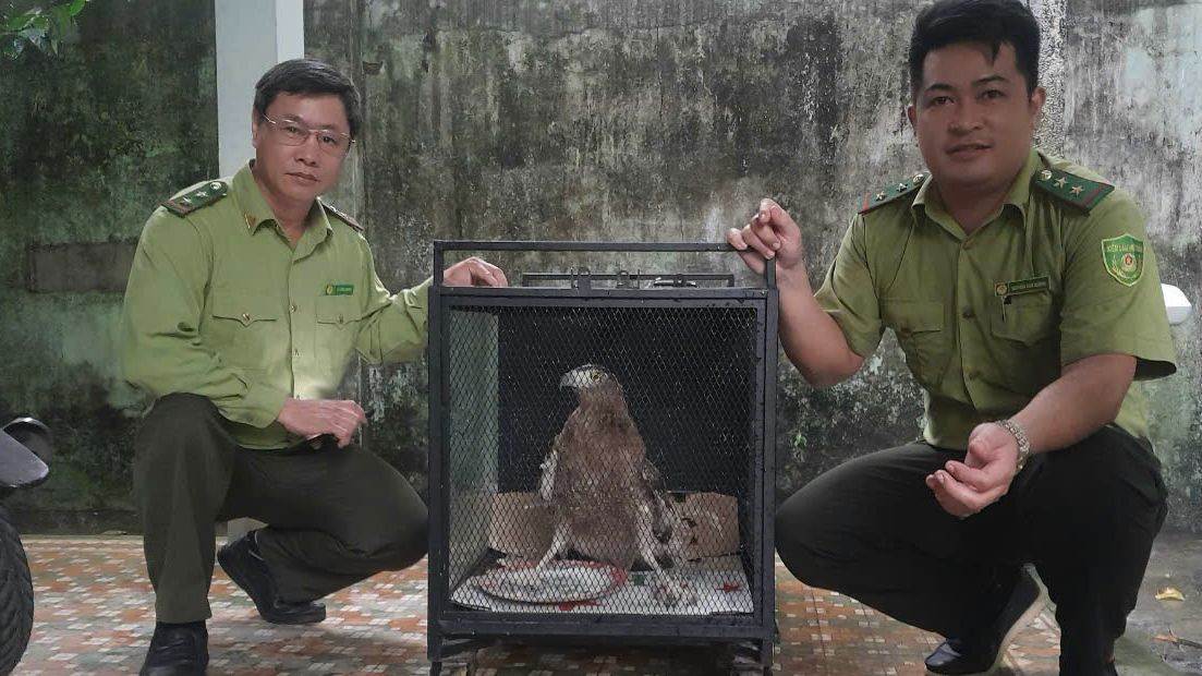 Lực lượng kiểm lâm sẽ chăm sóc chim trước khi thả về môi trường tự nhiên theo đúng quy định