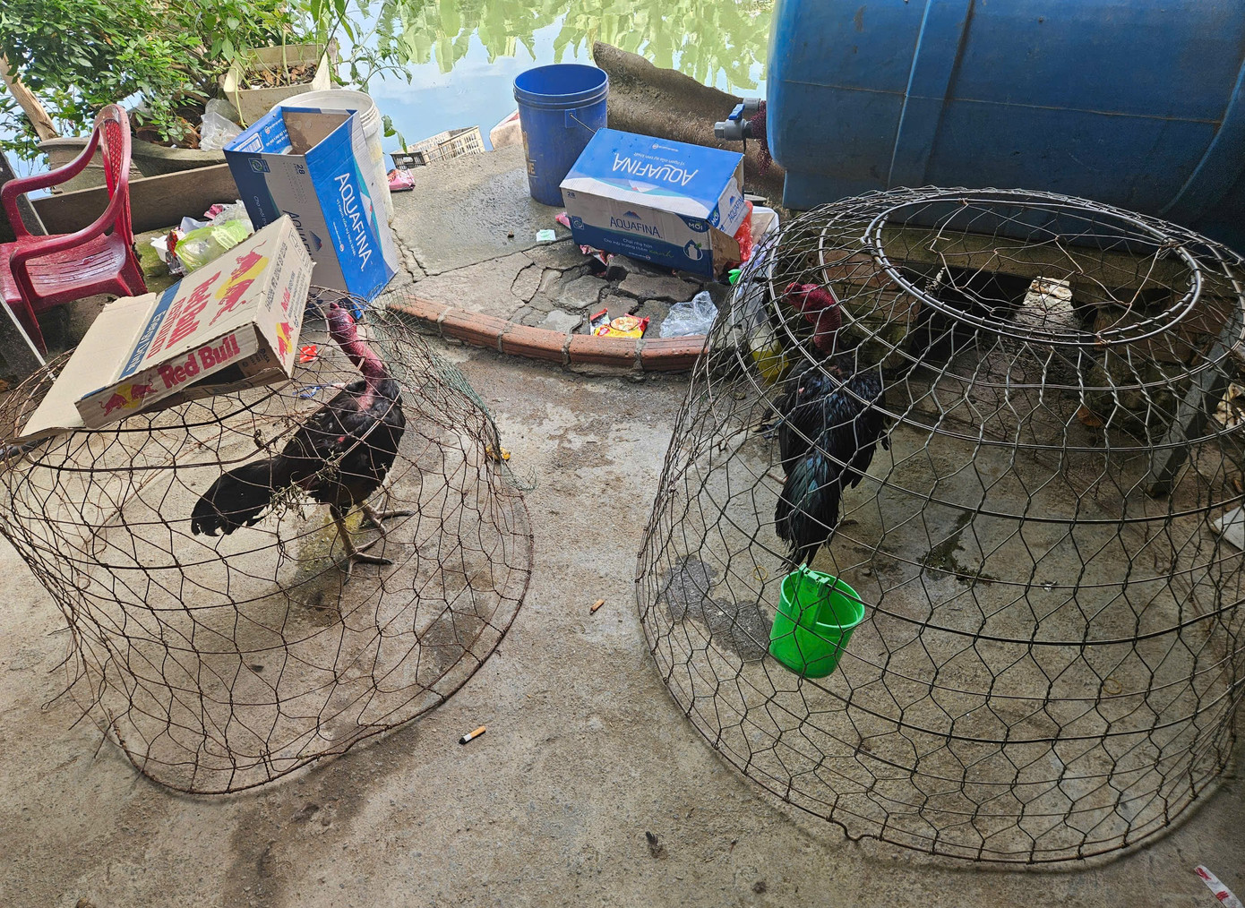 Hai con gà liên quan đến vụ án. Phòng Cảnh sát hình sự đã thống kê danh sách đối tượng tham gia cá độ trong đường dây này, vì vậy yêu cầu các đối tượng đã tham gia cá độ khẩn trương ra đầu thú để được hưởng khoan hồng của pháp luật. Hai con gà liên quan đến vụ án. Phòng Cảnh sát hình sự đã thống kê danh sách đối tượng tham gia cá độ trong đường dây này, vì vậy yêu cầu các đối tượng đã tham gia cá độ khẩn trương ra đầu thú để được hưởng khoan hồng của pháp luật.