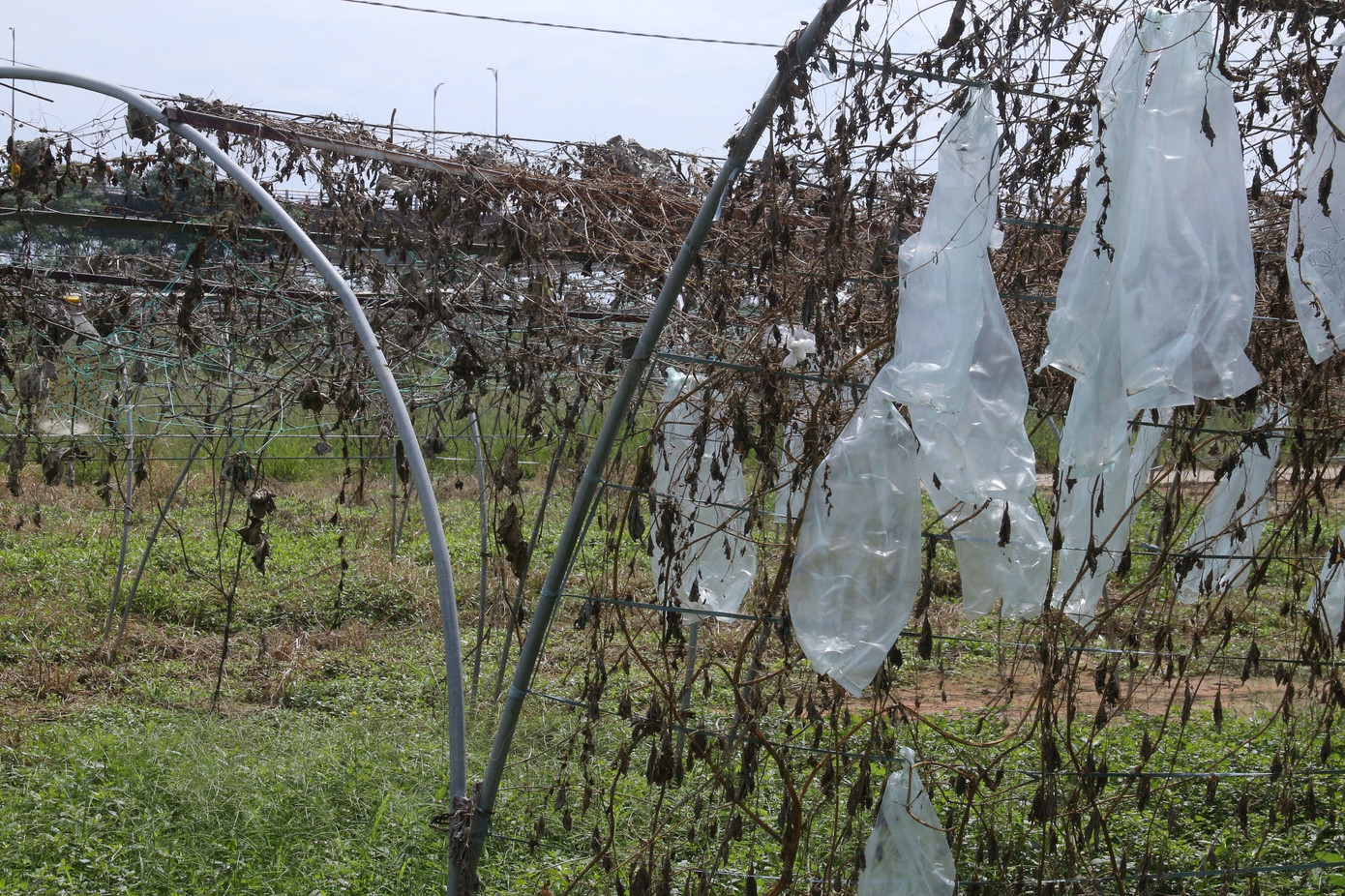 Những giàn mướp bị hư hại hoàn toàn do thiếu nước tưới cả mấy tháng nay. Những giàn mướp bị hư hại hoàn toàn do thiếu nước tưới cả mấy tháng nay.