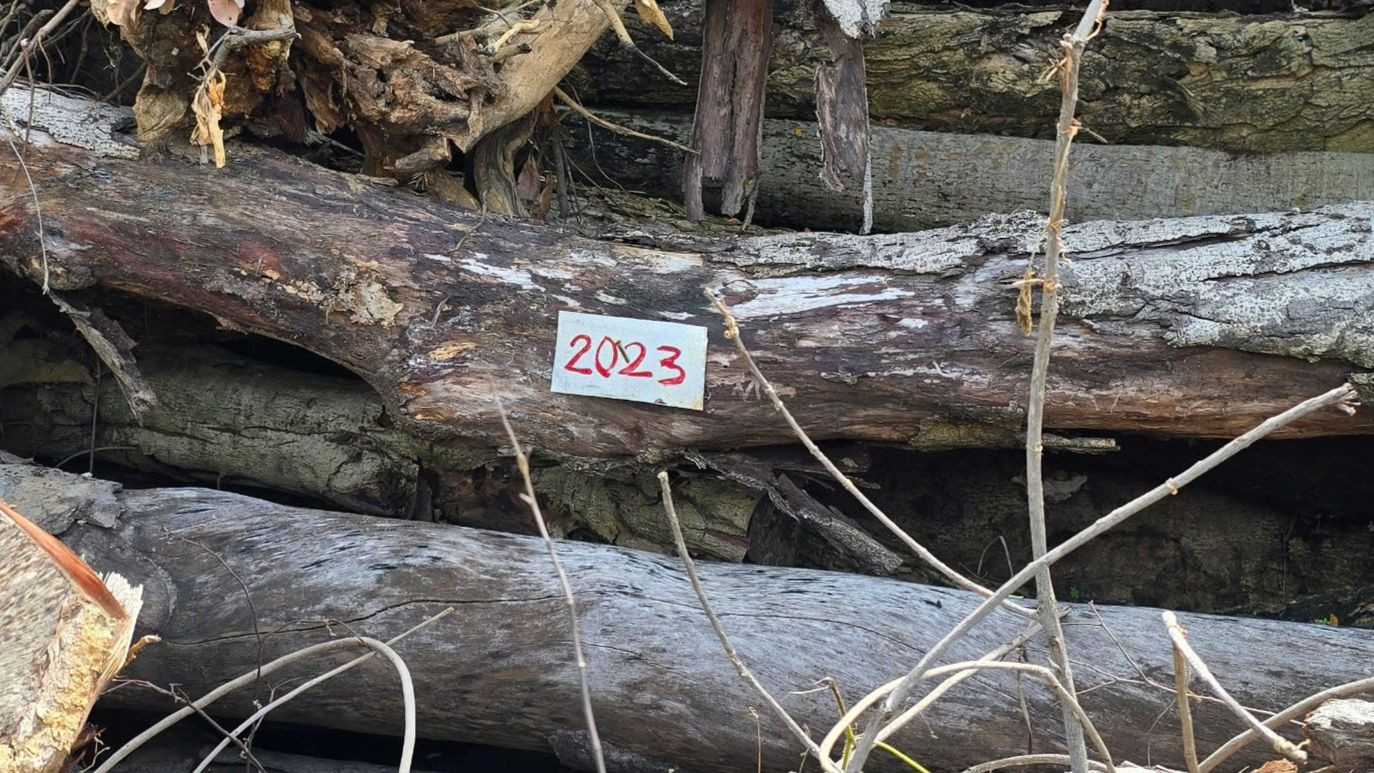 Các cây gỗ lớn được đánh dấu theo năm để dễ quản lý.