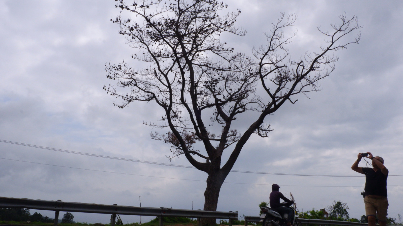 Du khách ghi lại khung cảnh cây thông "cô đơn" giữa núi rừng dù cây đã chết.