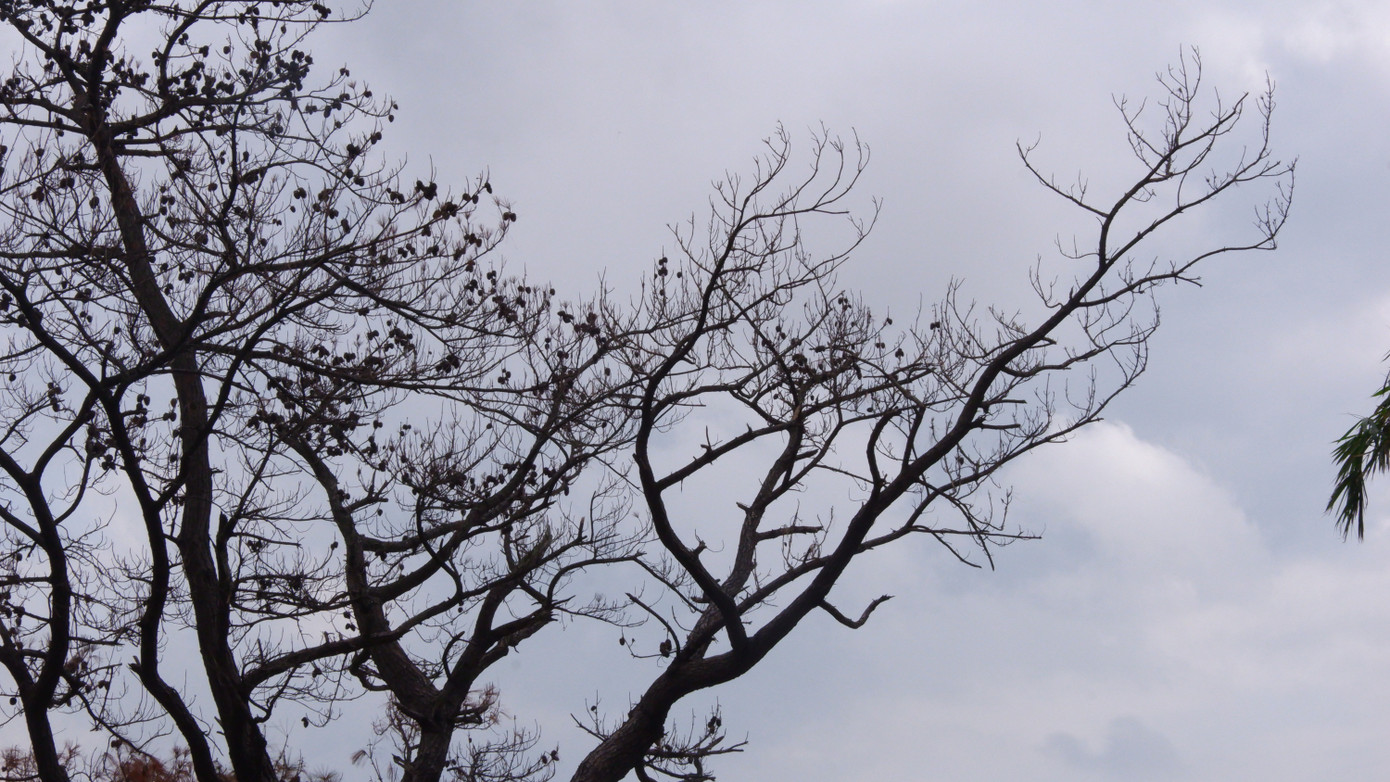 Cây thông "cô đơn" chết đi để lại nuối tiếc cho nhiều người dân và du khách.