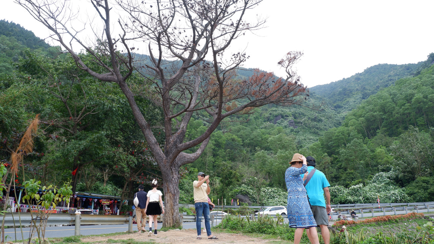 Du khách check-in bên gốc thông "cô đơn".