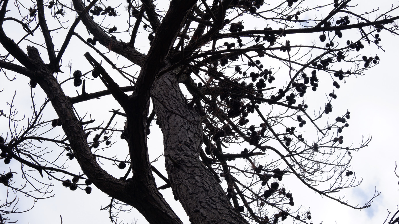 Cây thông "cô đơn" chết đi để lại nuối tiếc cho nhiều người dân và du khách.