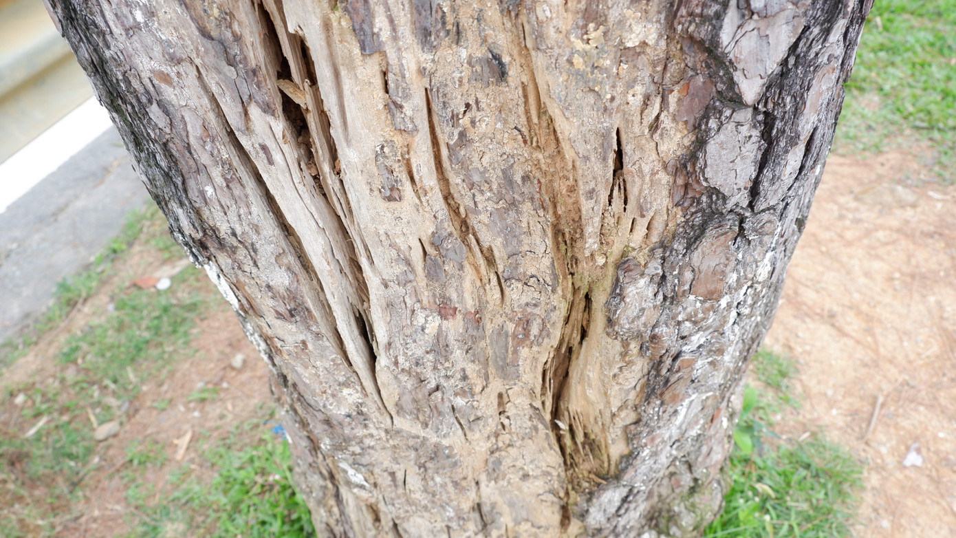 Thân cây già cỗi, bị mối mọt ăn sâu.