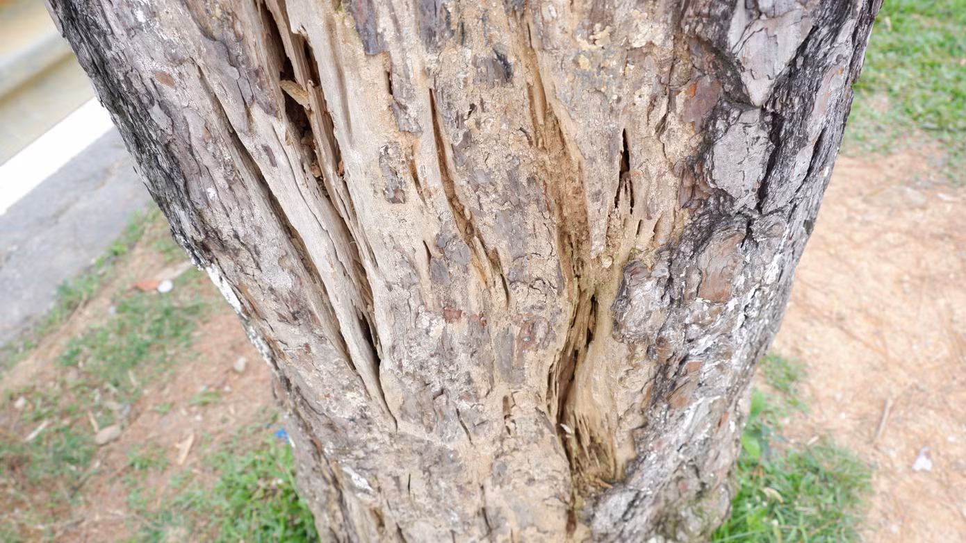 Thân cây già cỗi, bị mối mọt ăn sâu.