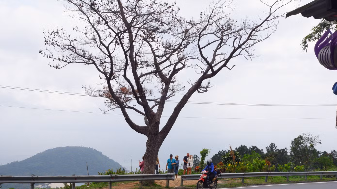 Cây thông "cô đơn" chết đi để lại nuối tiếc cho nhiều người dân và du khách.