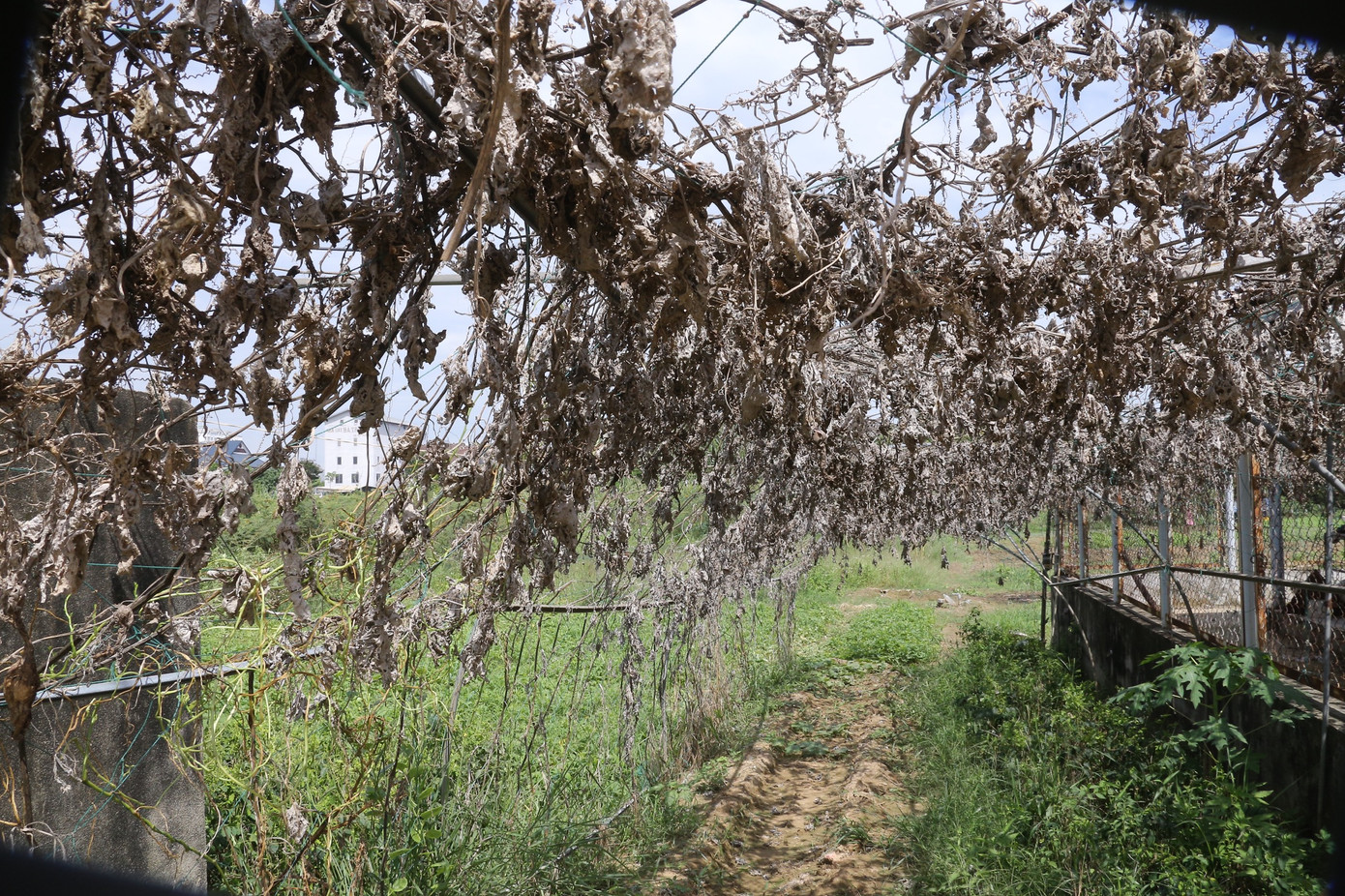 Những giàn mướp bị hư hại hoàn toàn do thiếu nước tưới cả mấy tháng nay. Những giàn mướp bị hư hại hoàn toàn do thiếu nước tưới cả mấy tháng nay.