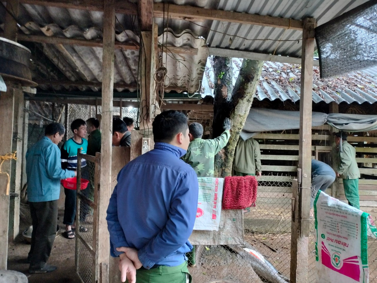 Để thu hoạch nhung, người dân phải gọi thêm anh em, bà con lối xóm để cùng chung sức vật ngã, giữ hươu để cắt nhung.